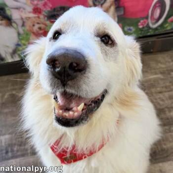 Great Pyrenees Dogs Available for Adoption - Queso In OH - Loving & Gentle! | PetCurious