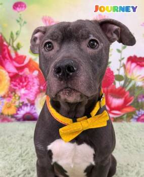 Mixed Breed Dogs Available for Adoption in Flint, Michigan - Journey | PetCurious