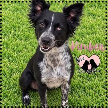 Kimber -  Border Collie Dog for Adoption in Gilbert, Arizona - Kimber | PetCurious