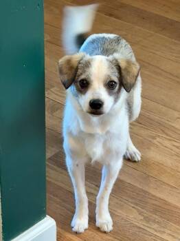 Terrier Dogs Available for Adoption in Evansville, Indiana - Sammi Lu | PetCurious
