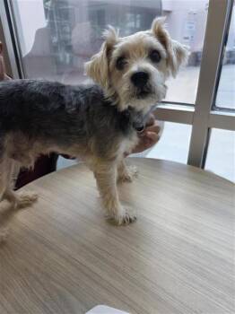 BO -  Schnauzer Dog for Adoption in San Antonio, Texas - BO | PetCurious