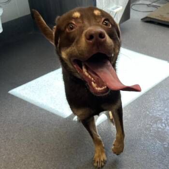 Reese -  Husky and Mixed Breed Dog for Adoption in Saint Joseph, Missouri - Reese | PetCurious