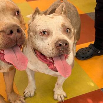 Butterscotch -  Mixed Breed Dog for Adoption in Philadelphia, Pennsylvania - Butterscotch | PetCurious
