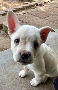 French Bulldog and Siberian Husky Dogs Available for Adoption in Joshua, Texas - Winston | PetCurious