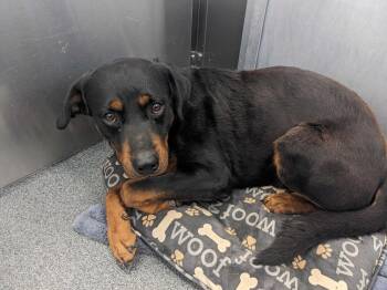 Rottweiler Dogs Available for Adoption - Lackey | PetCurious