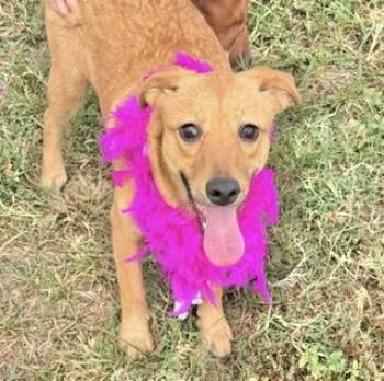 Rescue Labrador Retriever Dogs for Adoption in Manchester, Connecticut - Cornelia | PetCurious