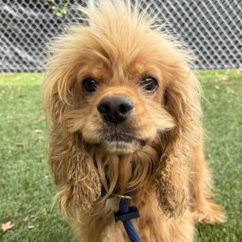 Cocomo -  Cocker Spaniel Dog for Adoption in Arlington, Virginia - Cocomo | PetCurious