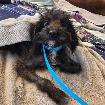 Timmy -  Mixed Breed Dog for Adoption in Leander, Texas - Timmy | PetCurious
