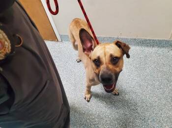 COOKIE -  German Shepherd Dog and Mixed Breed Dog for Adoption in Rowlett, Texas - COOKIE | PetCurious