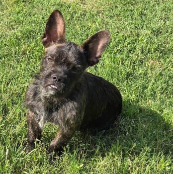 Mugly -  Terrier Dog for Adoption in Benbrook, Texas - Mugly | PetCurious