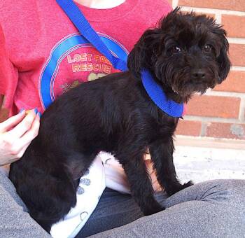 Jojo -  Maltipoo Dog for Adoption in Carrollton, Texas - Jojo | PetCurious