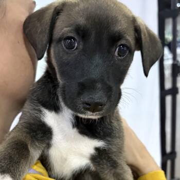 Great Pyrenees and Doberman Pinscher Dogs Available for Adoption - Honeydew | PetCurious