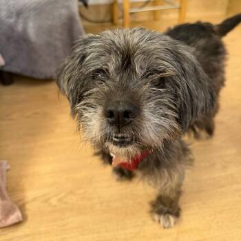 Opal 14169 -  Maltese Dog for Adoption in San Francisco, California - Opal 14169 | PetCurious