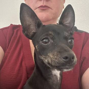 Sassy AE -  Rat Terrier and Chihuahua Dog for Adoption in Austin, Texas - Sassy AE | PetCurious