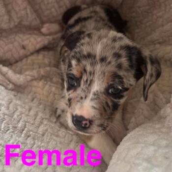 Opal -  Pit Bull Terrier Dog for Adoption - Opal | PetCurious