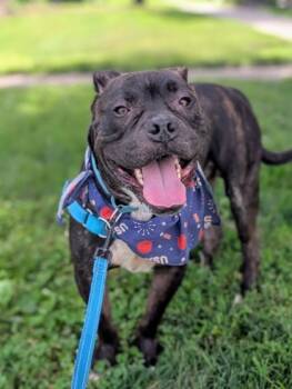 Rescue Mixed Breed Dogs for Adoption in Cincinnati, Ohio - Dex | PetCurious