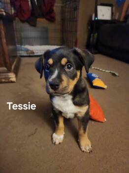 Australian Cattle Dog Blue Heeler Dogs Available for Adoption in Hardin, Montana - Tessie | PetCurious