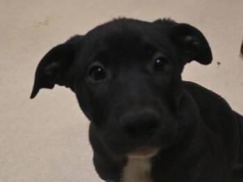 Shepherd Dogs Available for Adoption in Portland, Oregon - Jupiter | PetCurious