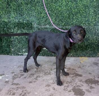 61800970 -  Retriever and Mixed Breed Dog for Adoption in El Paso, Texas - 61800970 | PetCurious