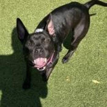 Bella -  Pit Bull Terrier Dog for Adoption in Hilliard, Ohio - Bella | PetCurious
