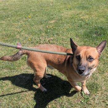 Corgi and Shepherd Dogs Available for Adoption in Hermiston, Oregon - Boone  | PetCurious