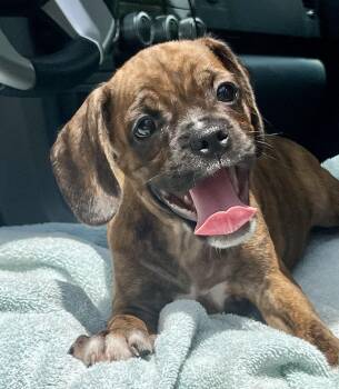 Bam Bam -  Mixed Breed Dog for Adoption in Mount Pleasant, South Carolina - Bam Bam | PetCurious