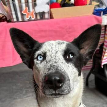 Australian Cattle Dog Blue Heeler and Catahoula Leopard Dog Dogs Available for Adoption in Niagara Falls, Ontario - Uma (20260408-06) | PetCurious