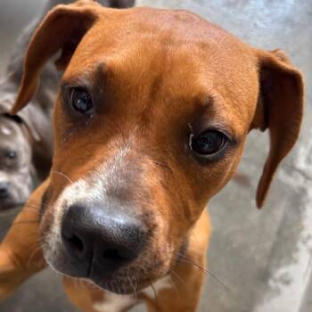 Rigzie A2278686 -  Redbone Coonhound Dog for Adoption in Middletown, New York - Rigzie A2278686 | PetCurious