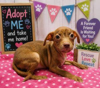 Chihuahua and Pit Bull Terrier Dogs Available for Adoption in Washington Court House, Ohio - Lainey | PetCurious