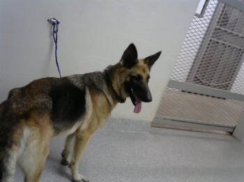 Rescue German Shepherd Dog Dogs for Adoption in Pasadena, Texas - ELLIE | PetCurious