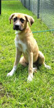 Millie -  Mixed Breed Dog for Adoption in Marion, Mississippi - Millie | PetCurious