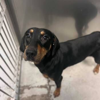 Rescue Mixed Breed Dogs for Adoption in Davenport, Iowa - Leggo My Eggo | PetCurious