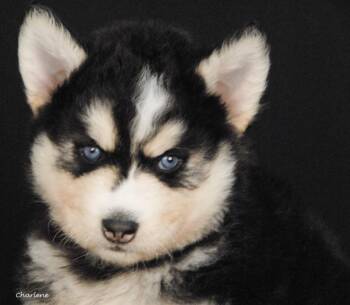 Siberian Husky Dogs Available for Adoption - Hiccup | PetCurious