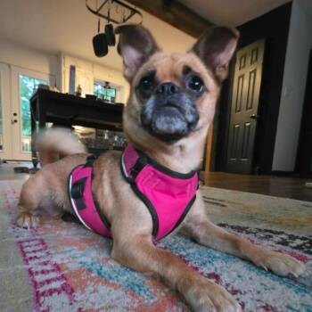 Pug Dogs Available for Adoption in Helena, Alabama - Maggie | PetCurious