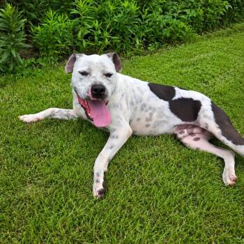 Speck -  American Staffordshire Terrier and Mixed Breed Dog for Adoption in Tylertown, Mississippi - Speck | PetCurious