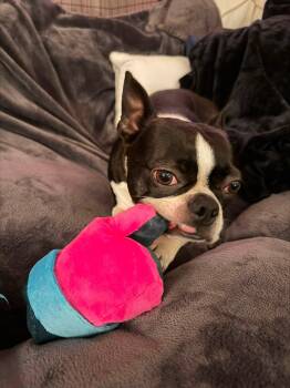 Nacho -  Boston Terrier Dog for Adoption in New York, New York - Nacho | PetCurious