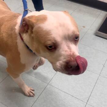 Pit Bull Terrier Dogs Available for Adoption in Philadelphia, Pennsylvania - Bear Claw | PetCurious