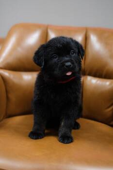 Labrador Retriever and Rottweiler Dogs Available for Adoption in Frankfort, New York - Georgia | PetCurious