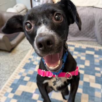 Eclipse -  Labrador Retriever and Mixed Breed Dog for Adoption in Falls Church, Virginia - Eclipse | PetCurious