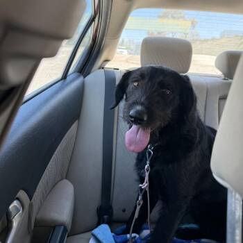 Marnie Cromwell -  Terrier Dog for Adoption in San Diego, California - Marnie Cromwell | PetCurious