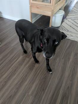 A432565 -  Labrador Retriever Dog for Adoption in Conroe, Texas - A432565 | PetCurious