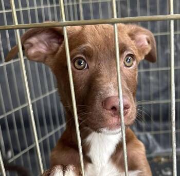 Mixed Breed Dogs Available for Adoption in Georgetown, Kentucky - Beiber | PetCurious