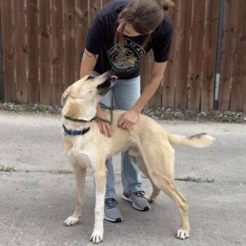 Tiny -  Shepherd and Mixed Breed Dog for Adoption in Chicago, Illinois - Tiny | PetCurious