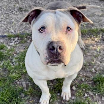 Estrella -  American Bulldog Dog Available for Adoption in Buffalo, New York - Estrella | PetCurious