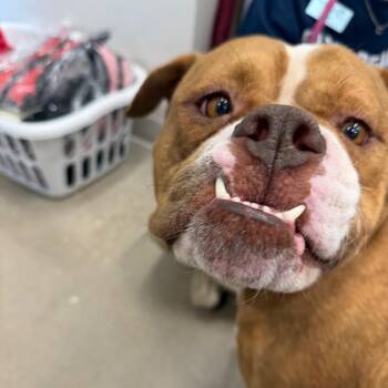 American Bulldog Dogs Available for Adoption in Clearwater, Florida - Dayci | PetCurious