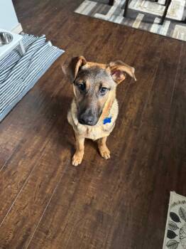 Rescue German Shepherd Dog Dogs for Adoption in Puyallup, Washington - Nicky | PetCurious