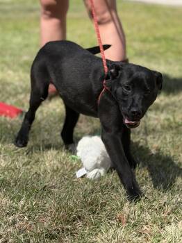 Labrador Retriever Dogs Available for Adoption in Locust Fork, Alabama - Walnut | PetCurious
