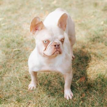 Alchemilla -  French Bulldog Dog for Adoption in Northbrook, Illinois - Alchemilla | PetCurious