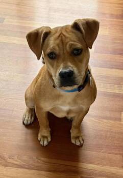 Boxer Dogs Available for Adoption in Springville, New York - Mae | PetCurious