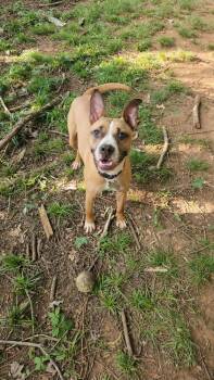 Rescue Boxer Dogs for Adoption in Gillsville, Georgia - Ozzy | PetCurious